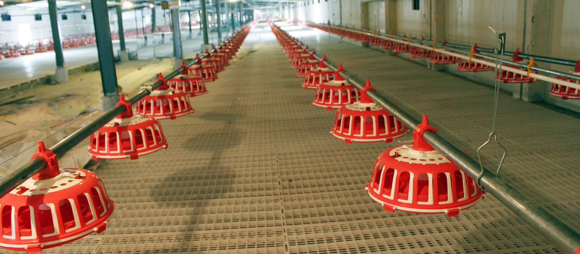 种鸡料线盘式料线自动供料系统盘式喂料系统养鸡设备料盘厂家直供