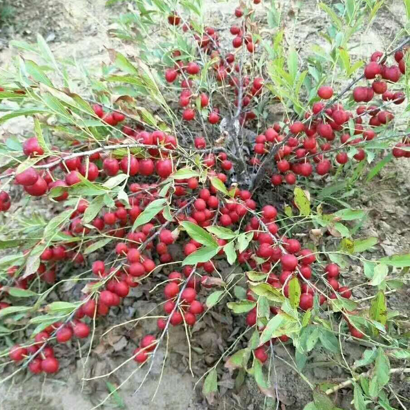 优质钙果苗 欧李苗 中华钙果树苗 当年种当年接 品种纯正 产量高