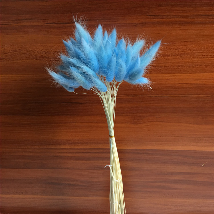 【兔尾草】真花自然风干染色 干花花束 永生花配材 家居装饰