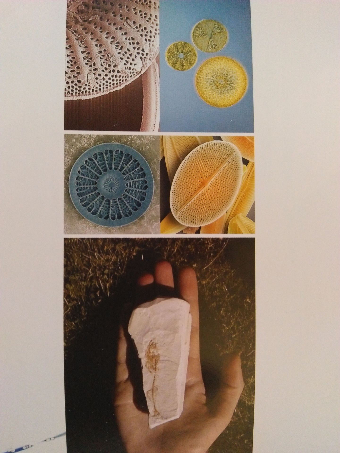 显微镜下硅藻土和硅藻土矿