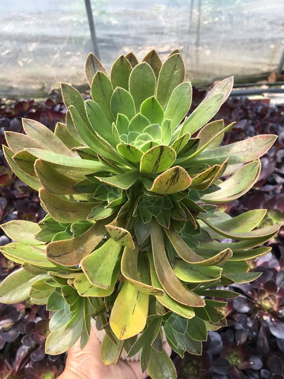 天羽多肉 砍头苗绿法师 黑法师原始种 多肉种苗 批发多肉植物