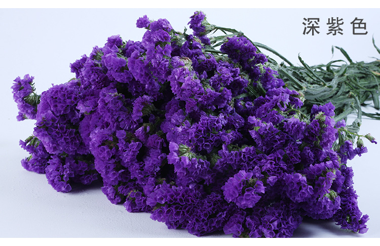 自然风干植物花卉勿忘我插花室内装饰多色可选永生花勿忘我干花