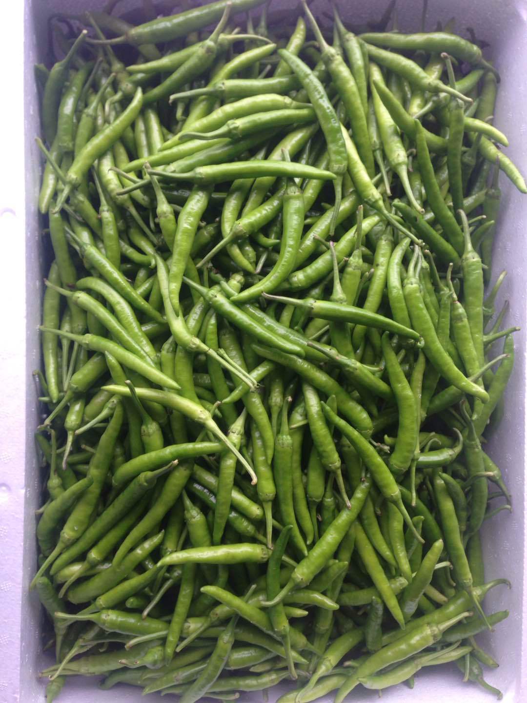 供应 基地直发 新鲜蔬菜预售6月发货新鲜杭椒 辣椒 青杭椒.