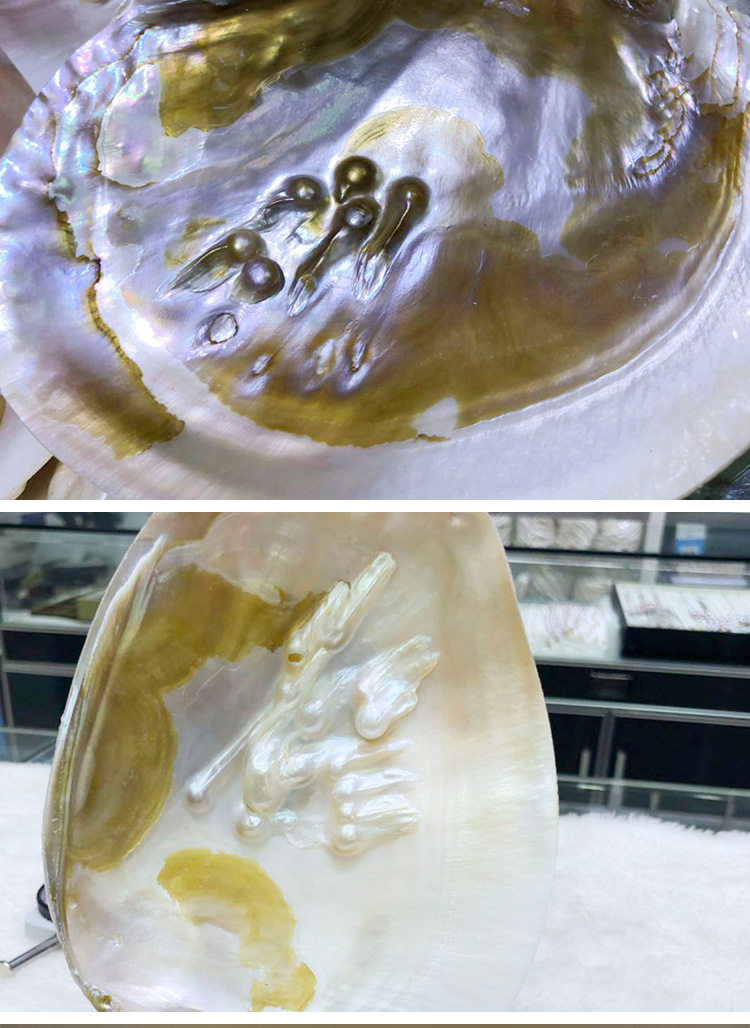 珍珠河蚌壳贝壳珍珠蚌壳抛光打磨饰品工艺品原料厂家直销地摊批发