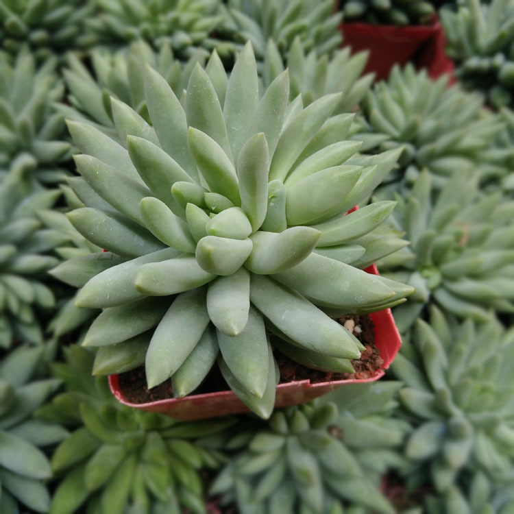 漳州多肉植物批发 玉珠莲 裸根 千佛手 约6-8cm 花卉绿植盆栽园艺