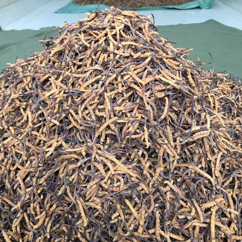 新货批发贵州虫草 亚香棒虫草 冬虫夏草产地货源散装 量大从优