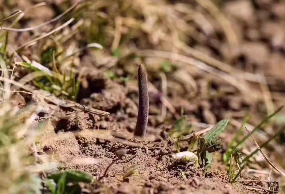 【50条顺丰包邮】2018年新鲜冬虫夏草 香格里拉东旺 产地直批虫草