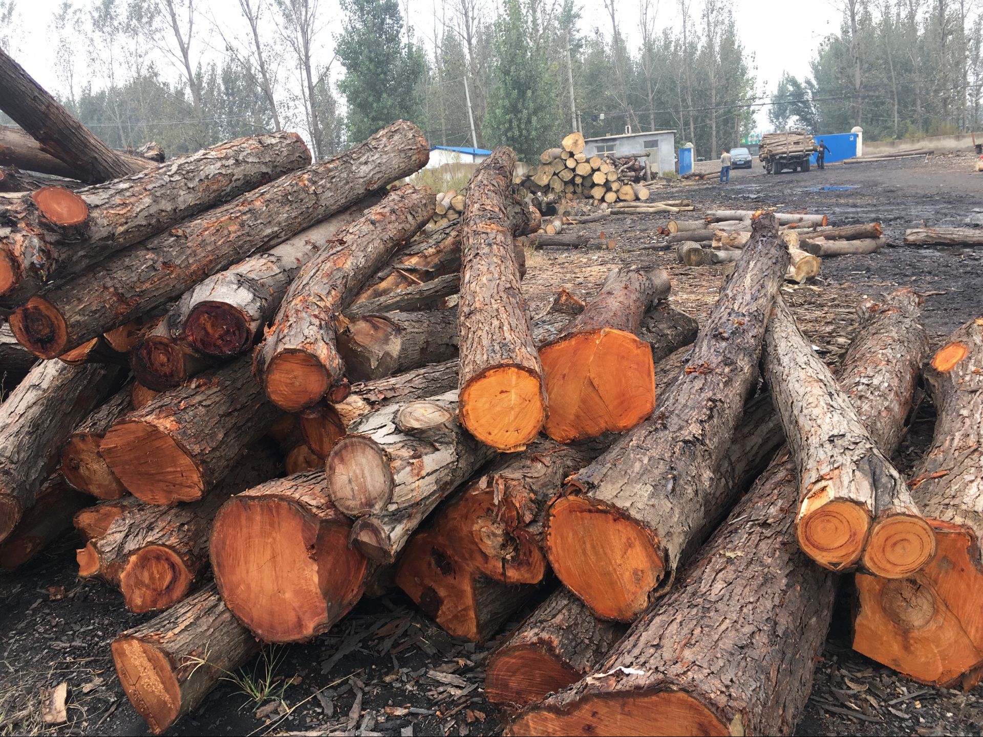 大量供应本地香椿板材多用于仿古家具及工艺品优质香椿原木木材