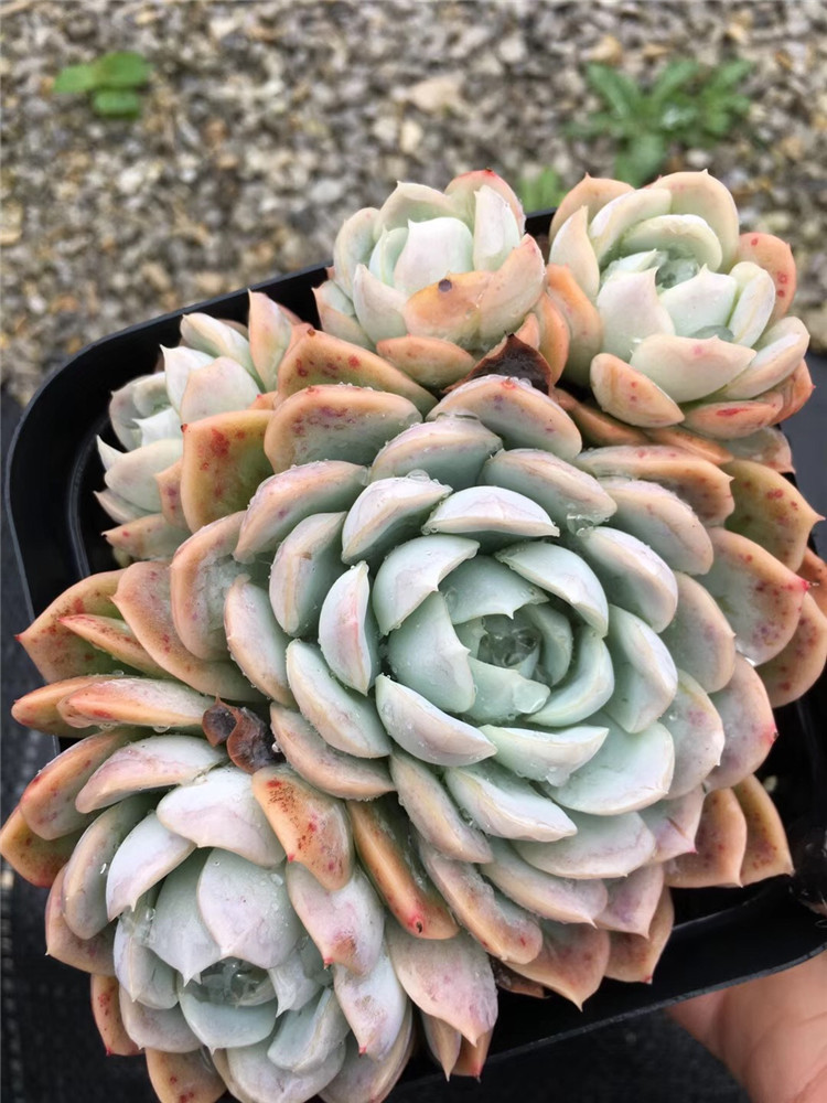 0181多肉植物盆栽大棚直销 墨西哥雪球群3头起多肉品种品相实拍