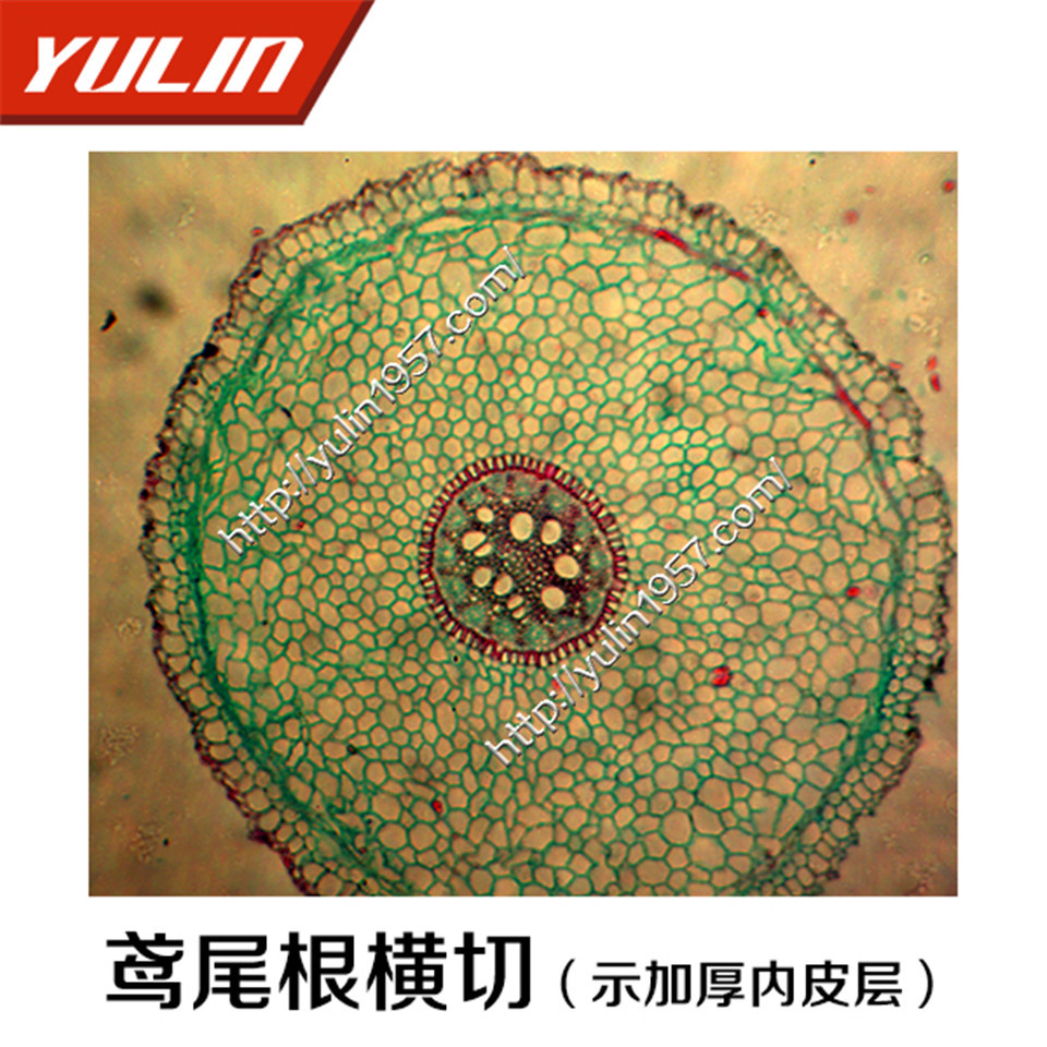 生物学植物茎类显微镜玻片鸢尾根横切示加厚内皮层