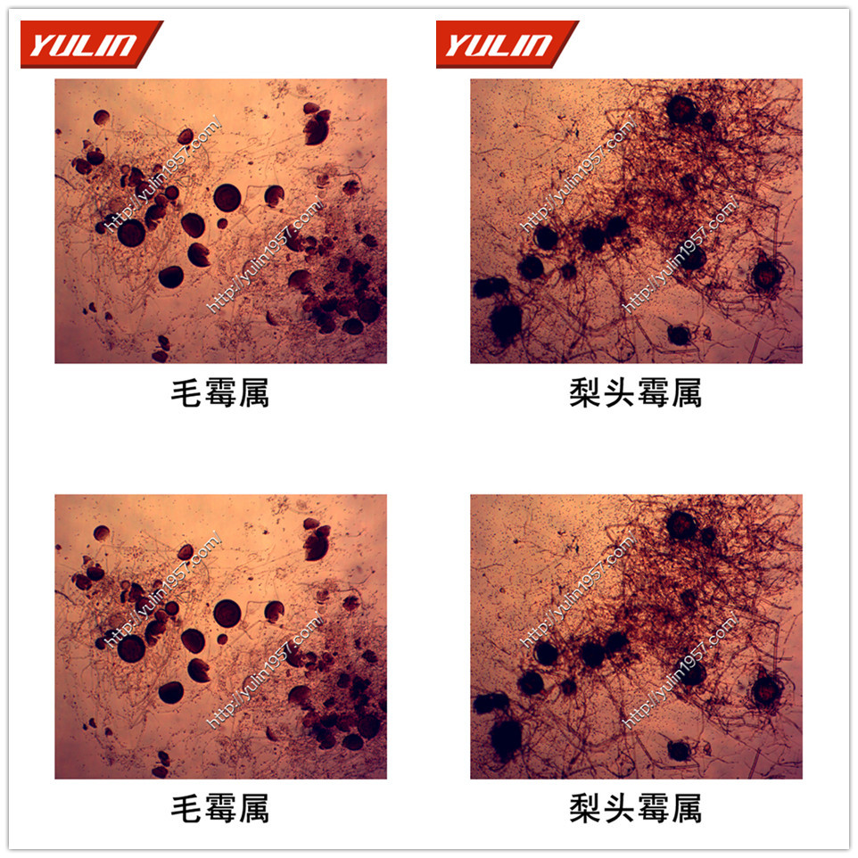植物病理学接合菌生物实验切片植物切片标本接合孢子梨头孢属