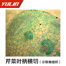 芹菜叶柄横切(示厚角组织)切片标本 高教类生物学生物实验