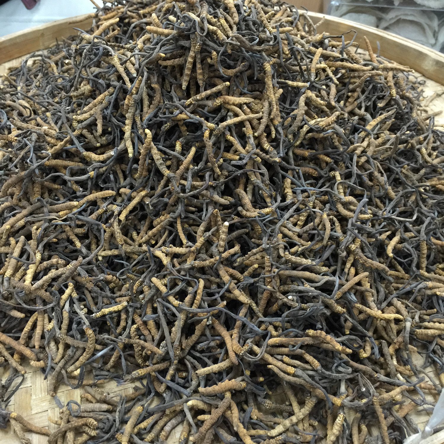 足干西藏冬虫夏草 野生虫草 冬虫草无竹签零售批发