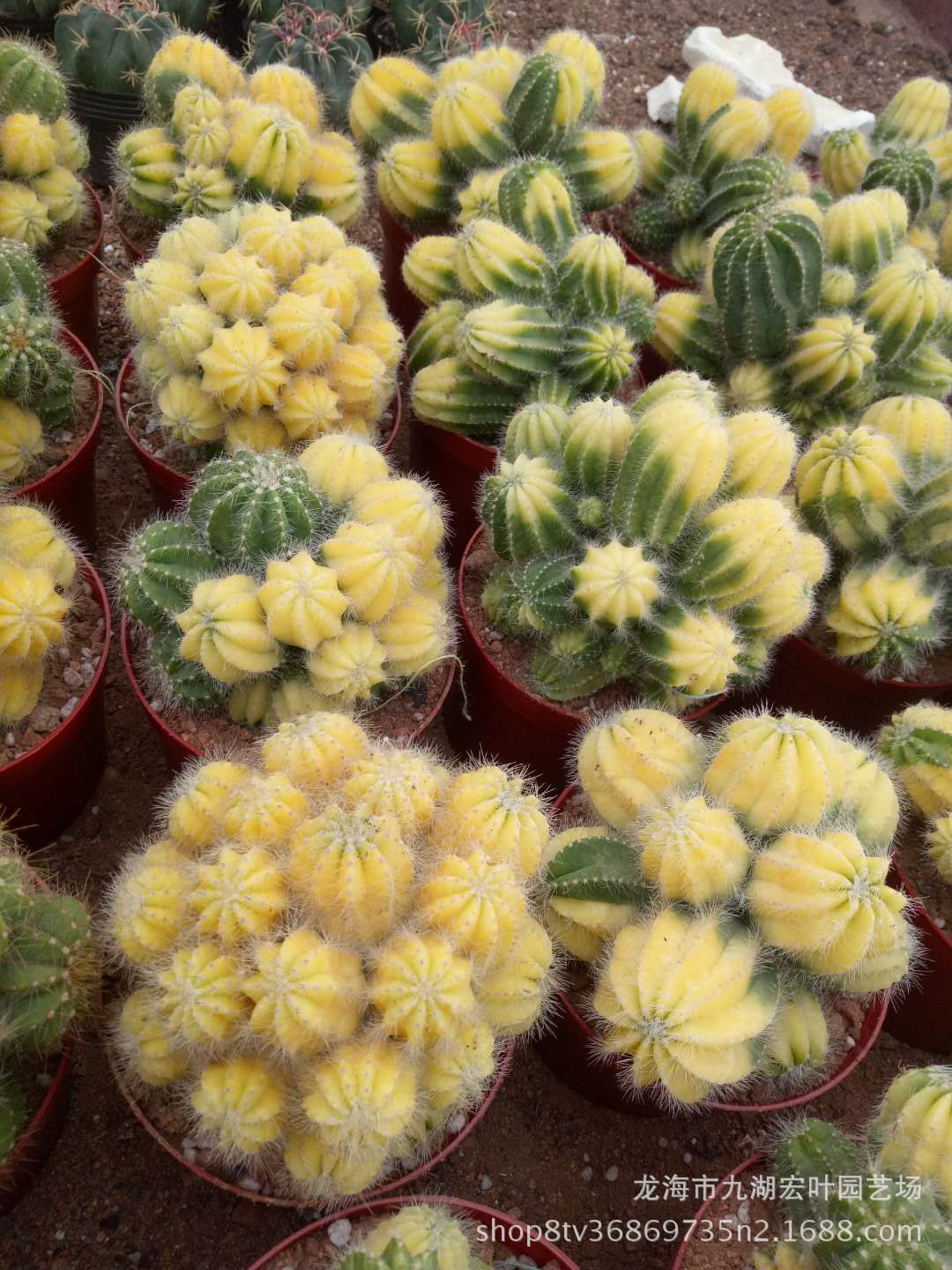 宏叶花卉 银光锦仙人球 自然锦 多肉植物仙人柱 沙生植物自产直批