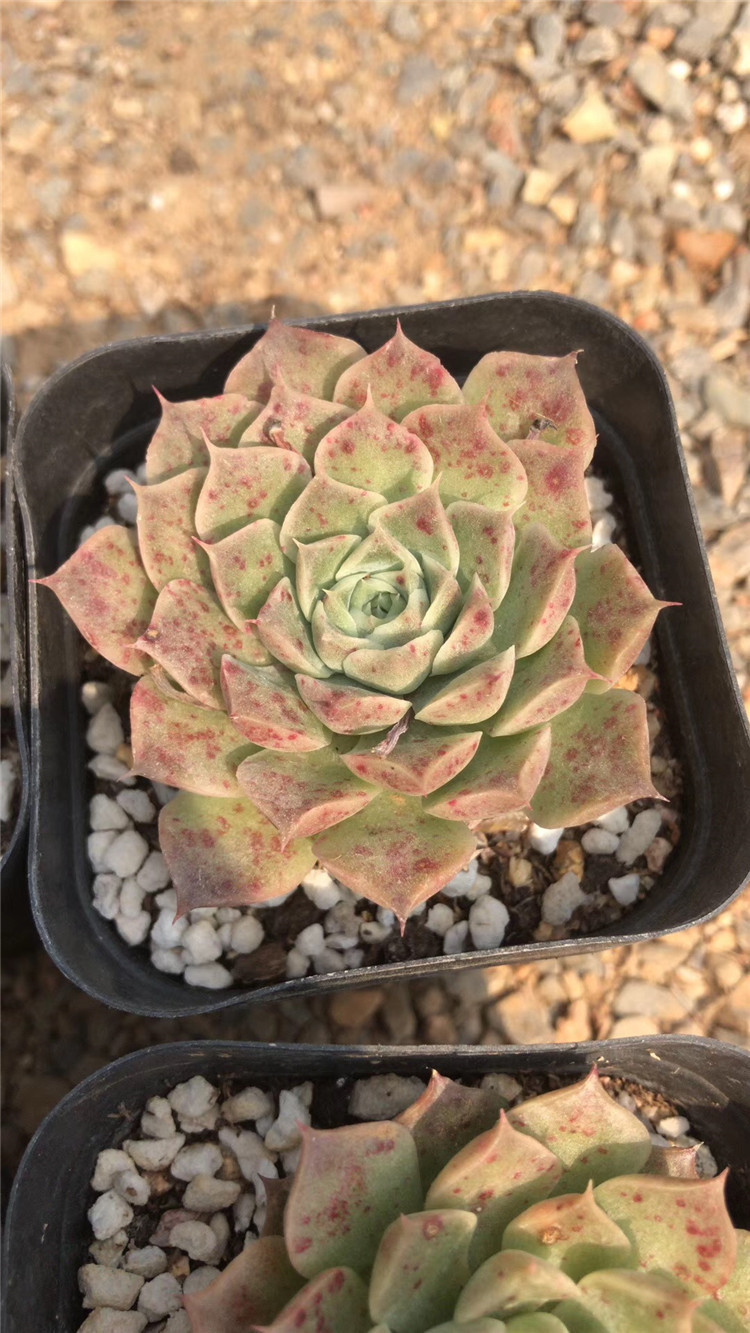 062多肉植物盆栽基地批发 海琳娜杂诺娃 单头裸根发多肉品种限量