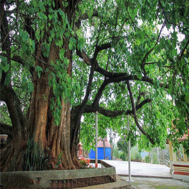 散装菩提种子 优质毕钵罗树 印度菩提树 佛树觉树道树 菩提子