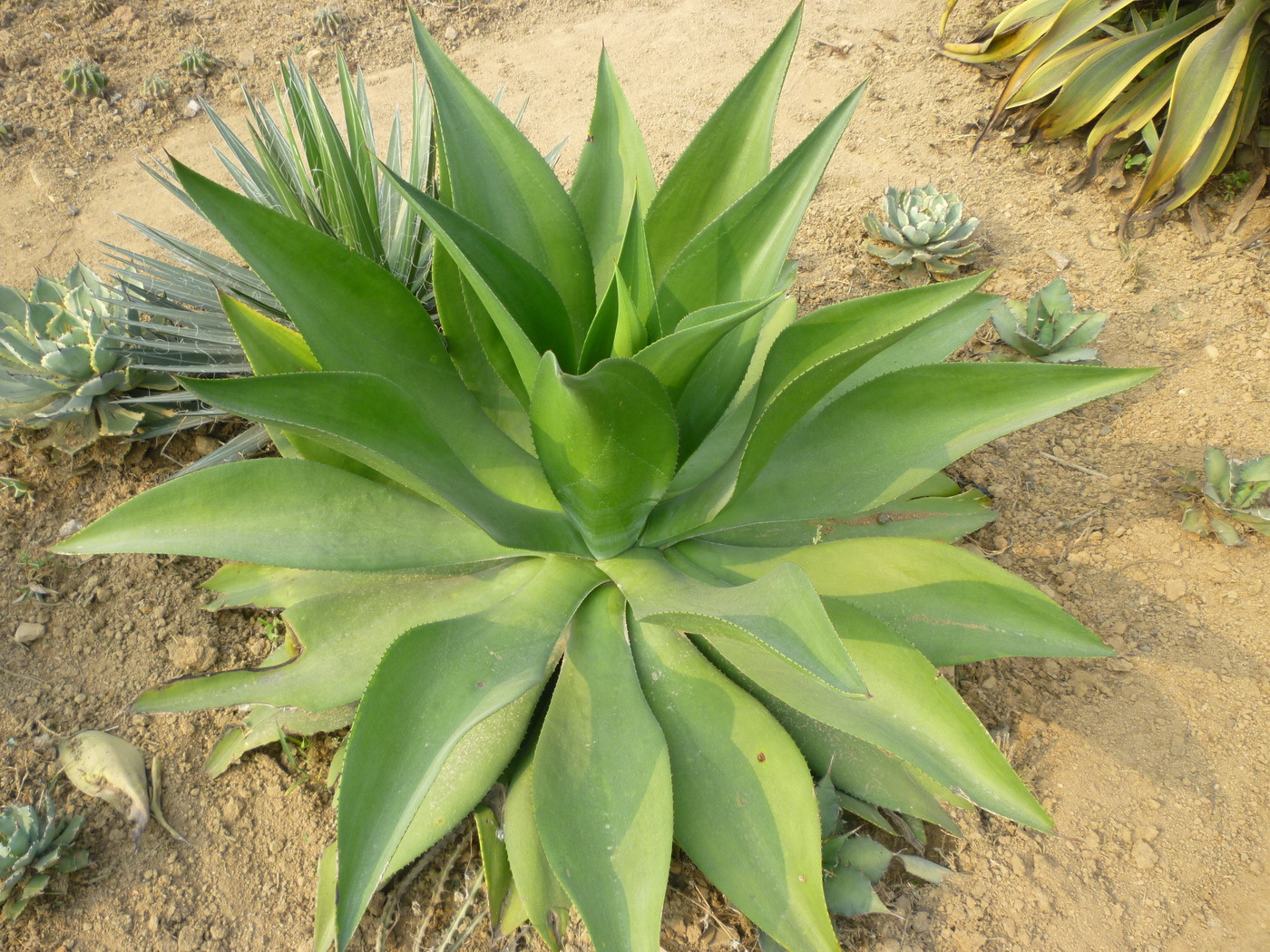 翡翠盘 水晶宫皇冠龙舌兰