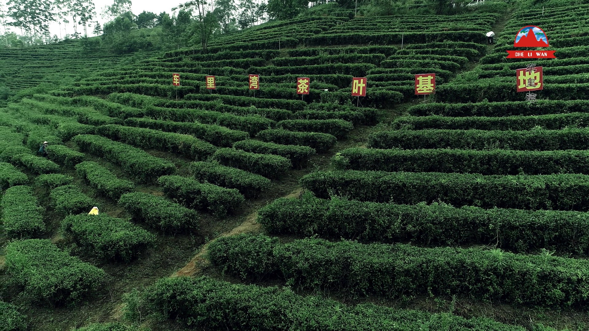 福鼎白茶 福建高山白茶 福鼎老白茶散茶批发 白牡丹【00314牡丹】