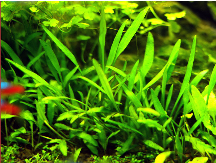 椒草水草迷你青椒绿温蒂椒水下叶可批发活体淡水植物懒人水草代发