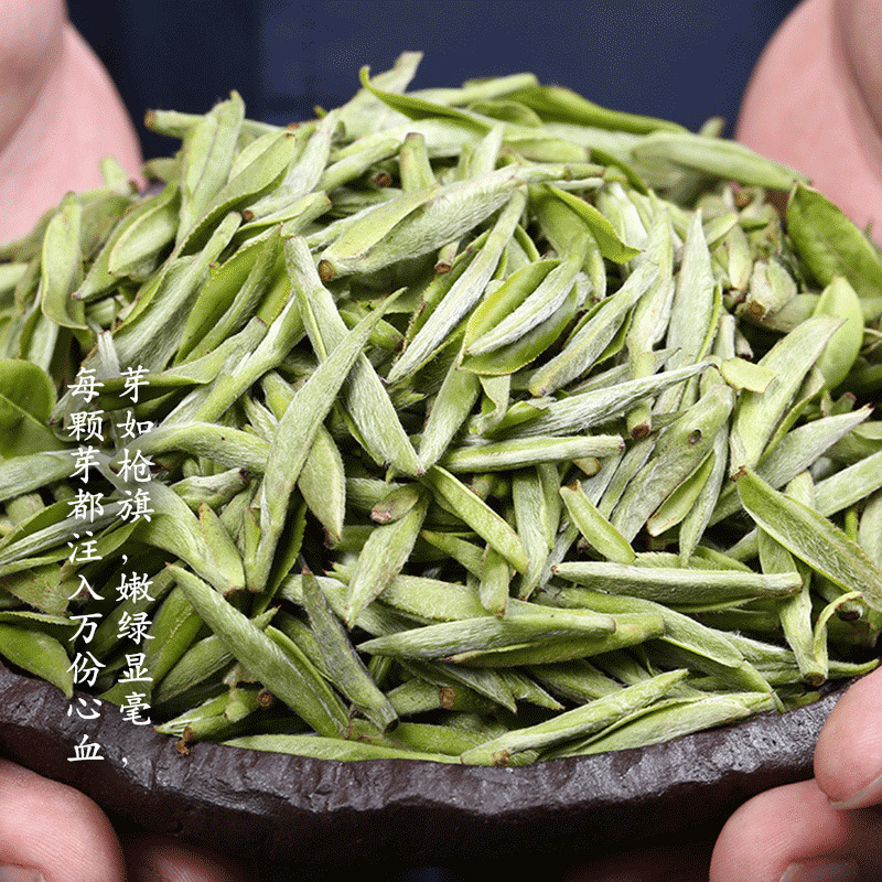 明前头采新茶福鼎白茶 白毫银针头春 花香味浓郁 肥嫩壮实