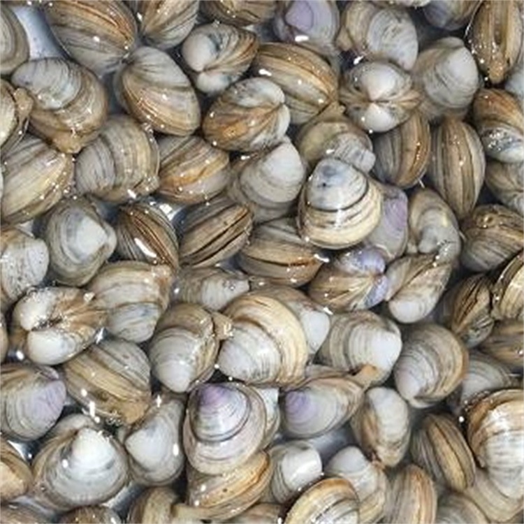 直销白蛤 海鲜鲜活 水产 贝类 野生贝 常年供酒店