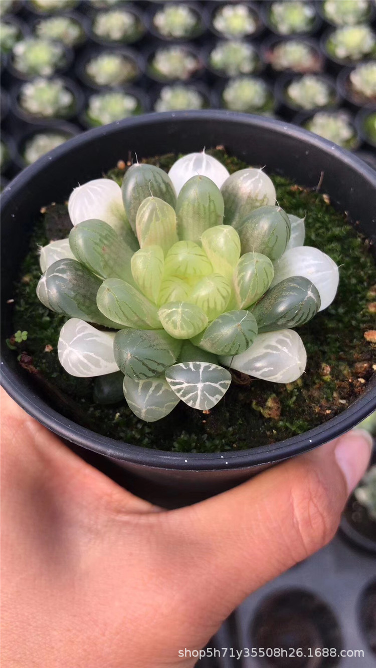 094山东进口多肉植物盆栽批发 琥珀玉露多肉珍稀品种裸根发限量