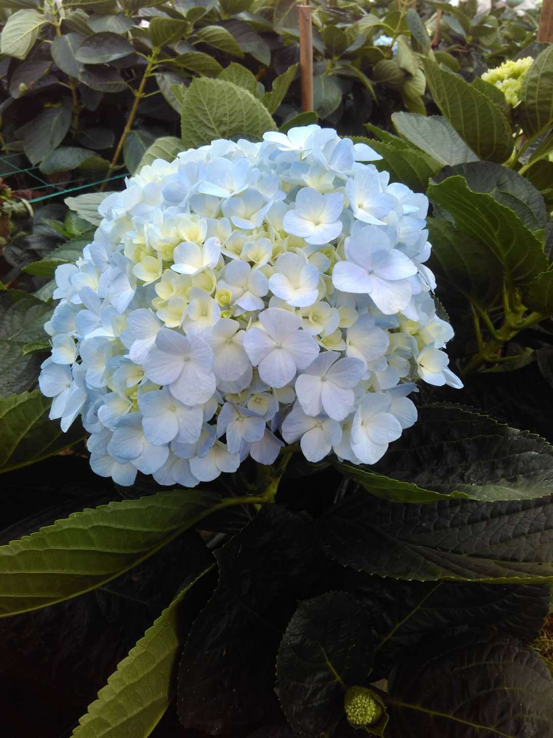 基地供应单瓣鲜切绣球花苗家庭园艺花圃绣球花苗魔幻绣球落叶花苗