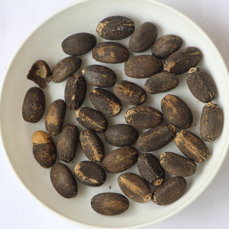 麻风树种子价格 发芽率高 麻疯树种子 林木种子 品种齐全 麻疯树