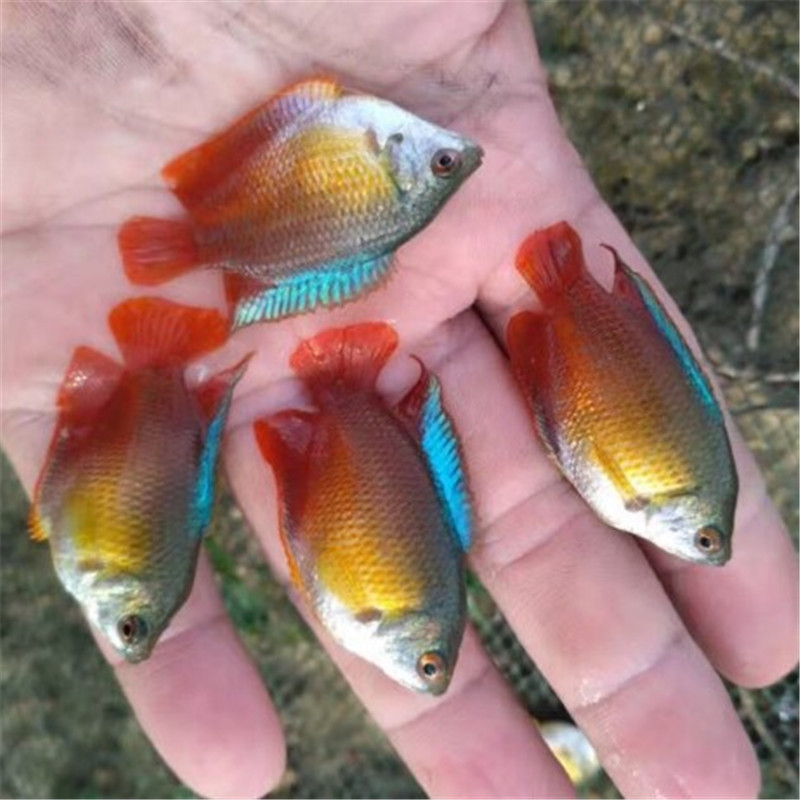 五彩丽丽鱼活体血蓝丽丽丝足鱼热带观赏鱼包活水族世界