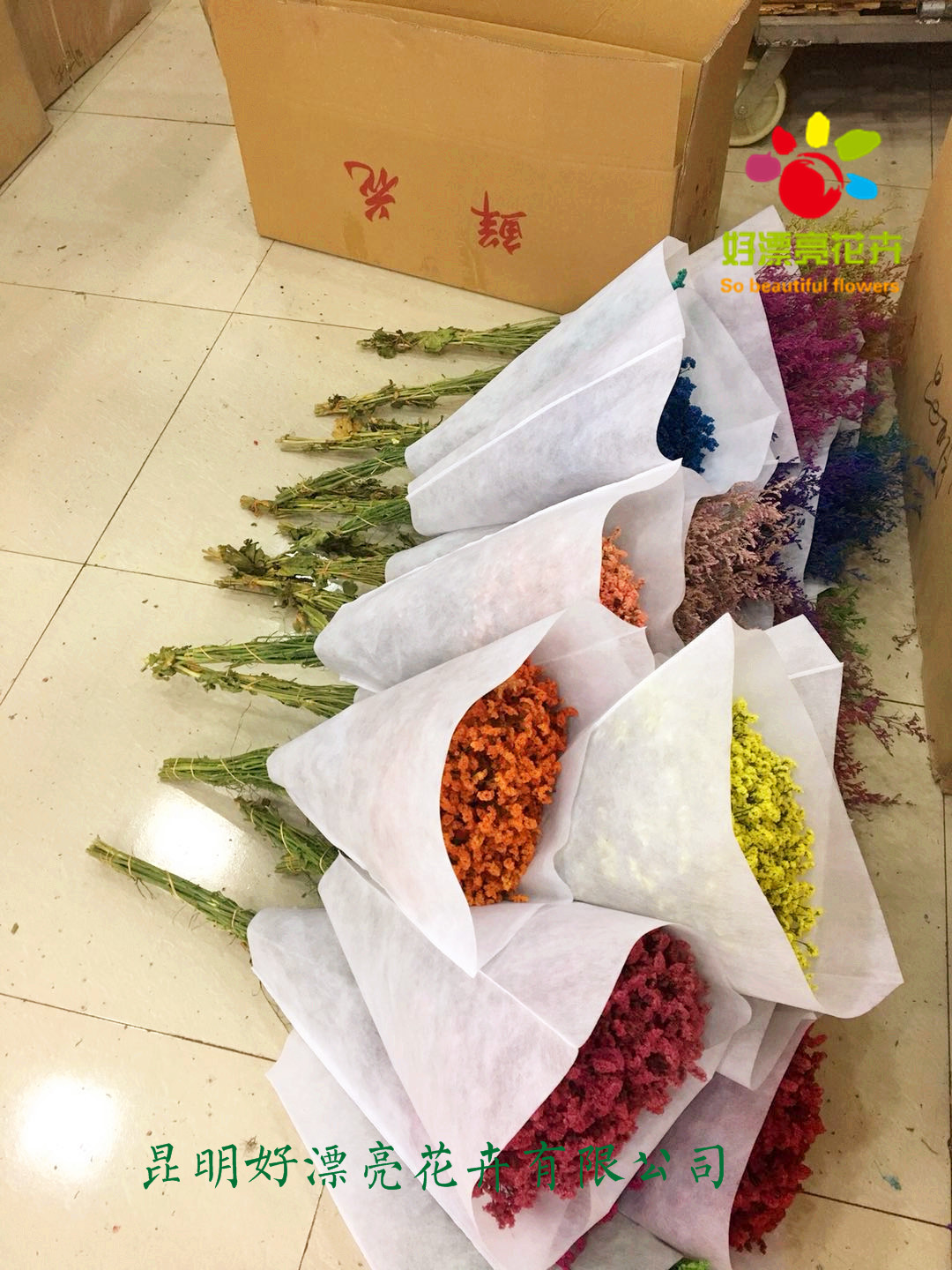 情人草干花 自然风干真花 居家插花摆饰 昆明厂家批发 彩色干花