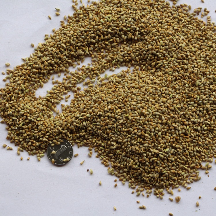 基地直销牧草种子 狼尾草种子 台湾甜象草种子 产量高