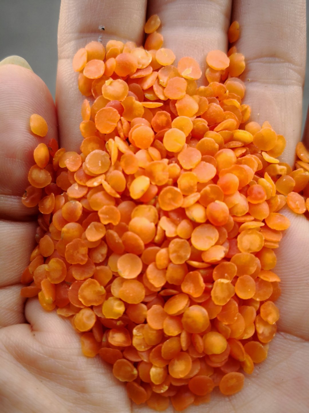 红扁豆红扁豆批发进口红扁豆