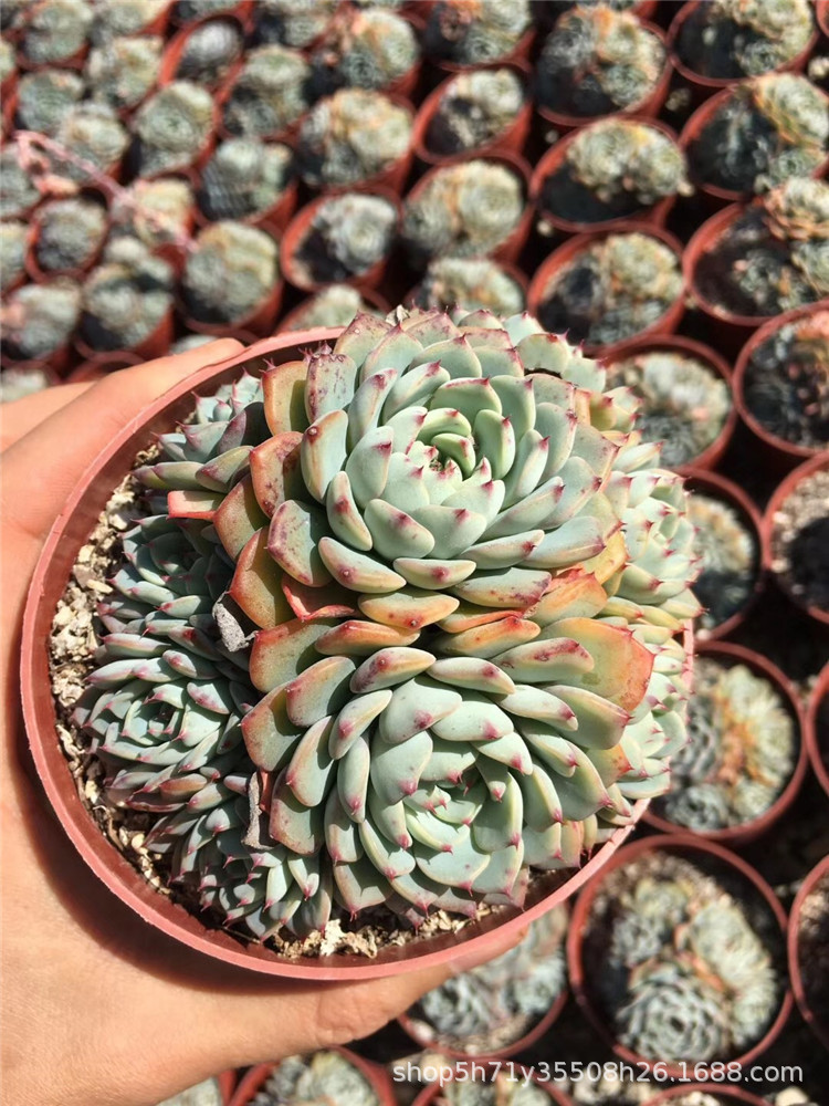 1996多肉植物大棚批发 粉姬莲盆12cm 状态实拍多肉品种限量
