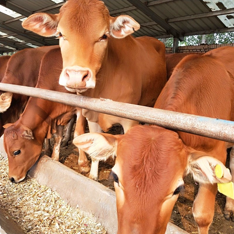 菜牛批发价格行情 牛苗价位 牛苗养殖 湖北适合养殖黄牛吗