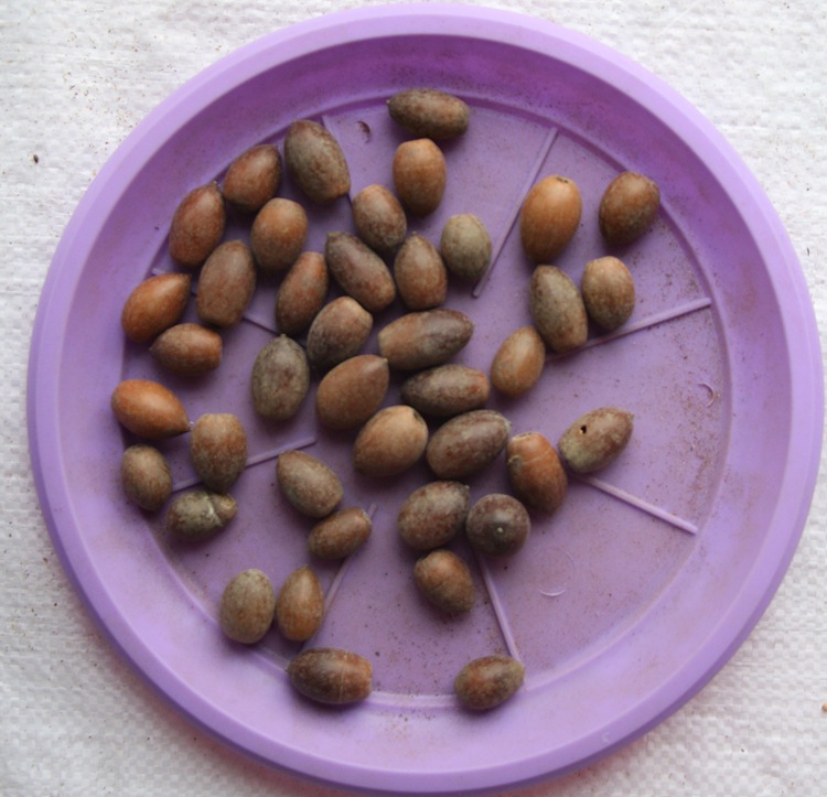 橡树种子娜塔烁种子青冈栎种子橡子蒙古栎种子栎树美国红橡树种子