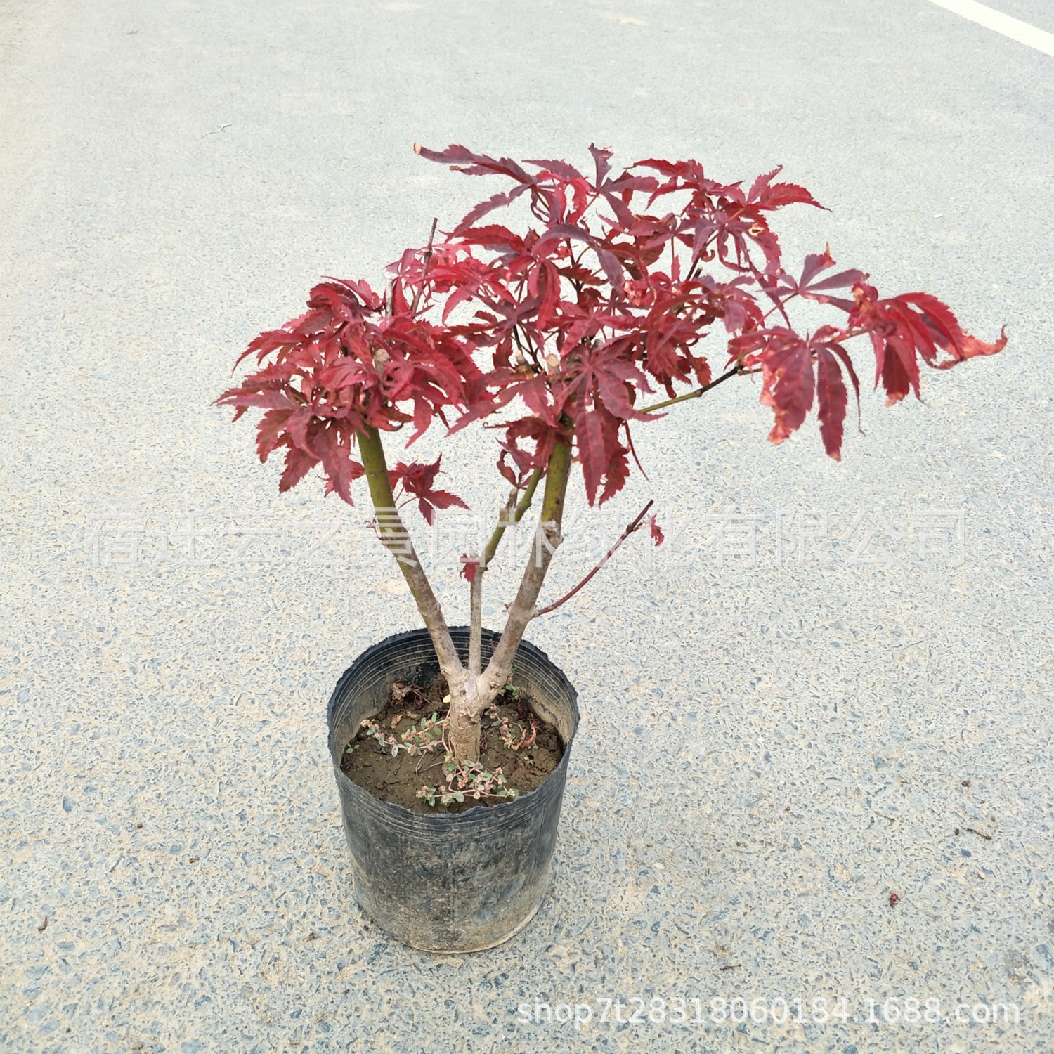 造型盆栽红枫苗 红枫小苗 秋火焰红舞姬 红枫树苗绿化树苗