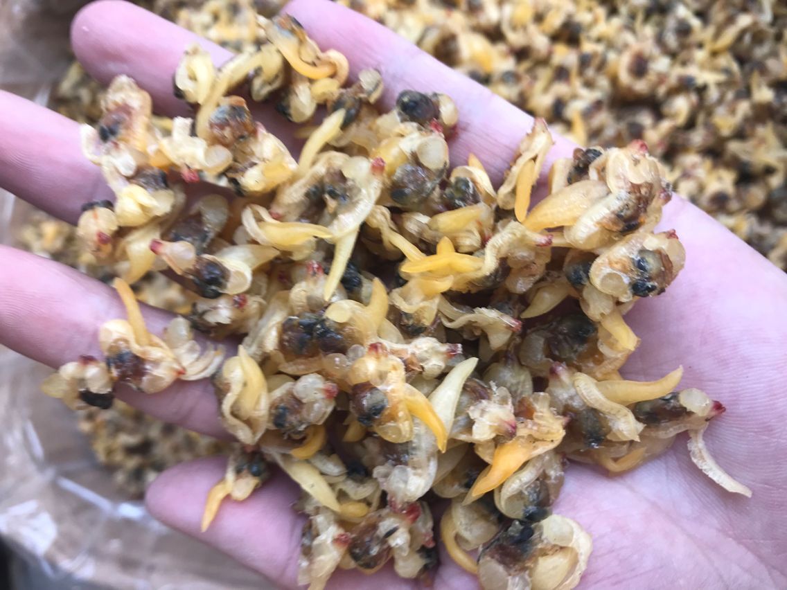 花甲干(哈利干)每件为10公斤