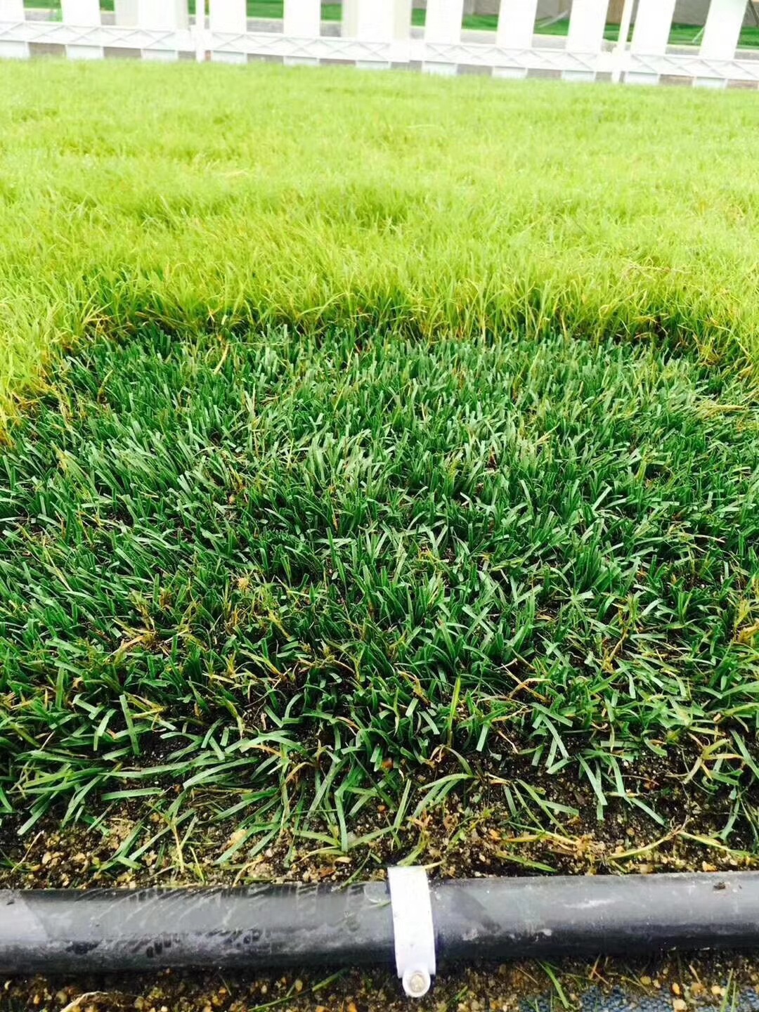 天然草混植草坪人造草坪足球场景观草休闲草学校运动场游乐场