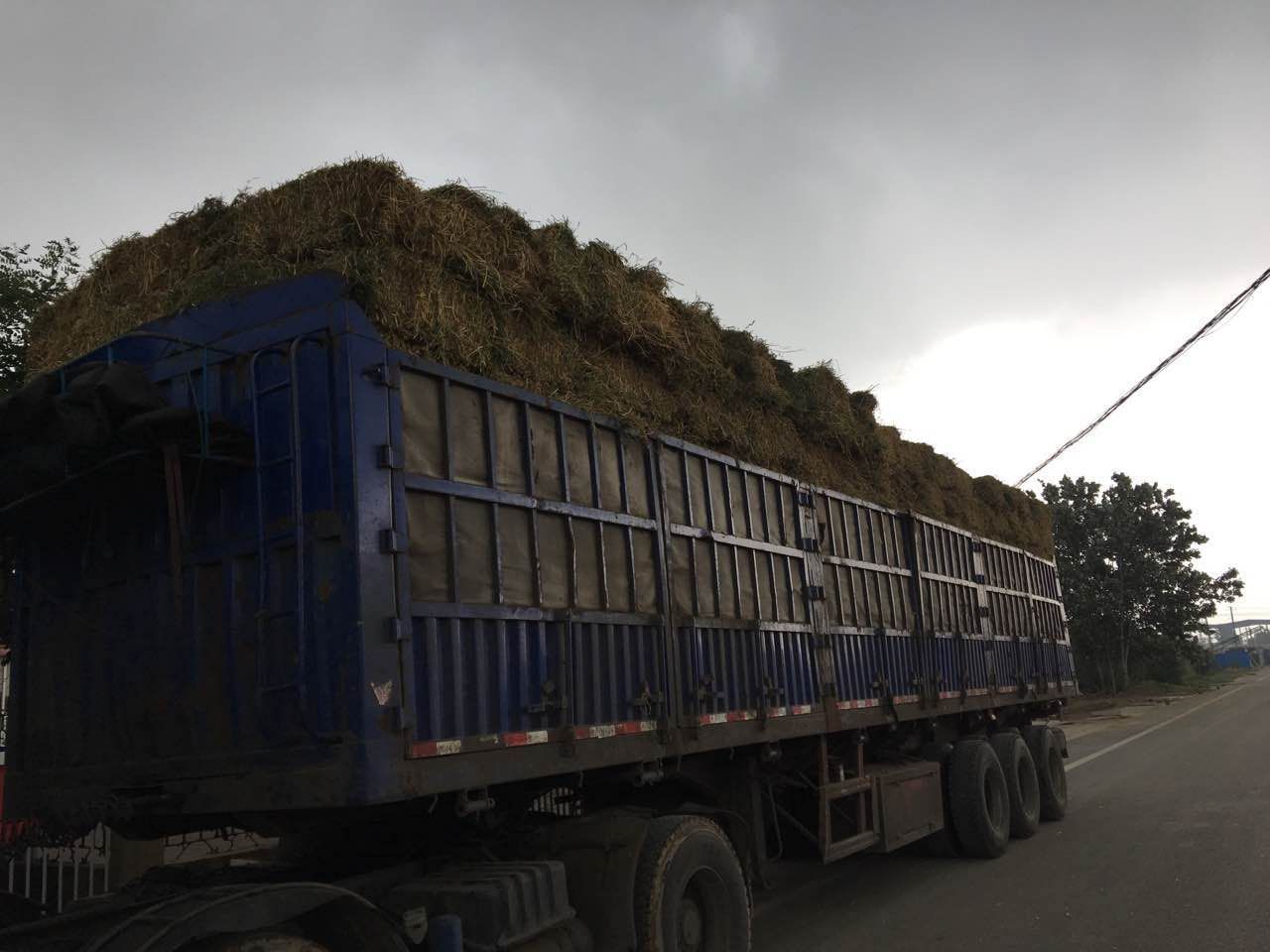苜蓿草厂家直销大量苜蓿草/青干草/羊草牛马羊牧草