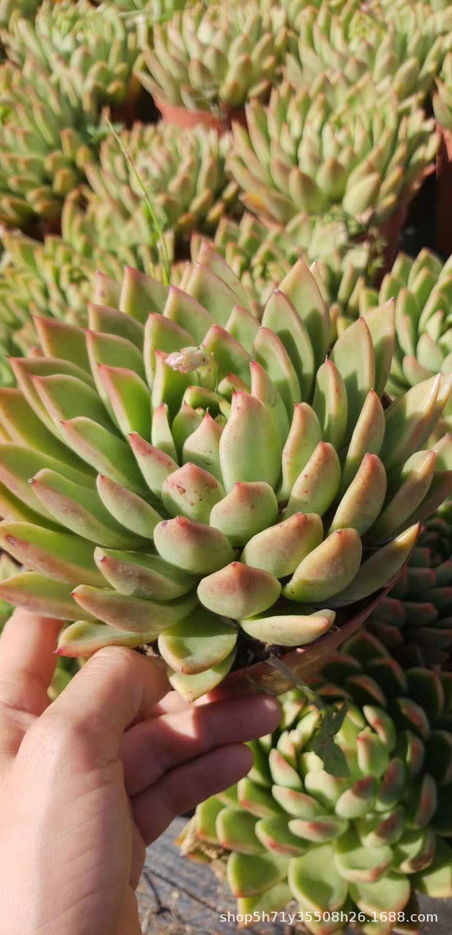 0382盆栽多肉植物大棚批发 白蜡东云盆16cm状态实拍多肉品种