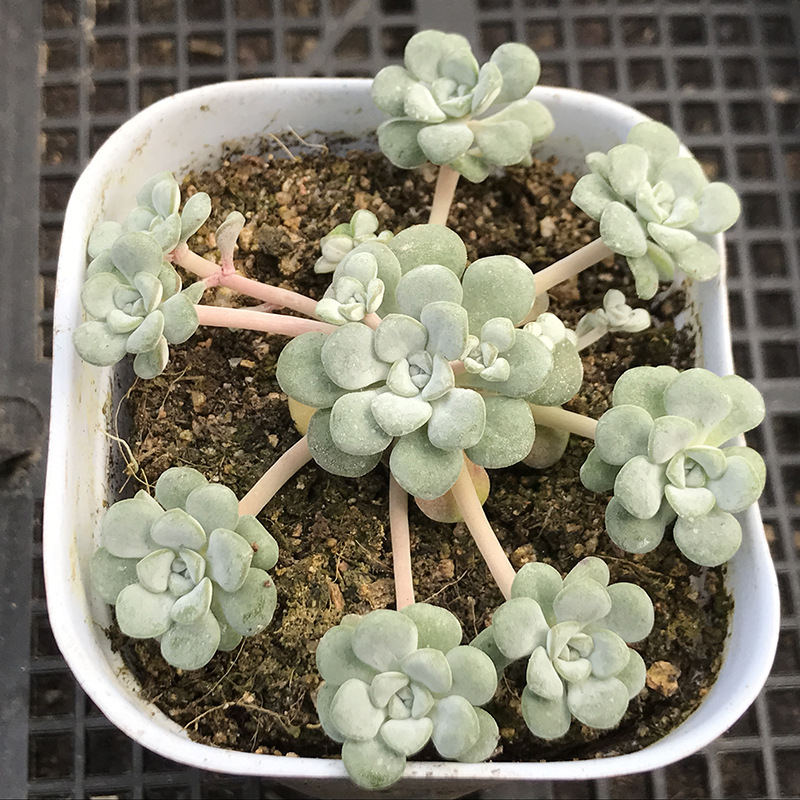 白霜多肉群生 带香味5-10头小群 品相好大棚价品相如图实物拍摄