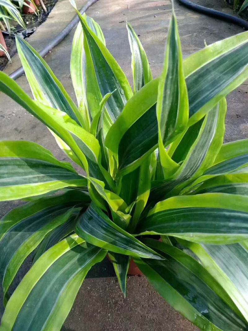 基地直供观叶植物吸甲醛净化空花卉小盆栽140巴西美人铁