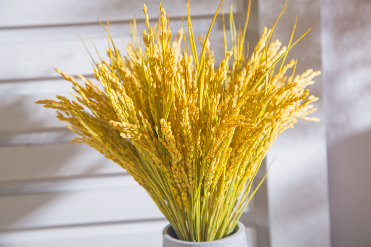 天然干稻穗稻谷麦穗干花稻穗拍摄 摄影道具橱窗装修造景五谷丰登