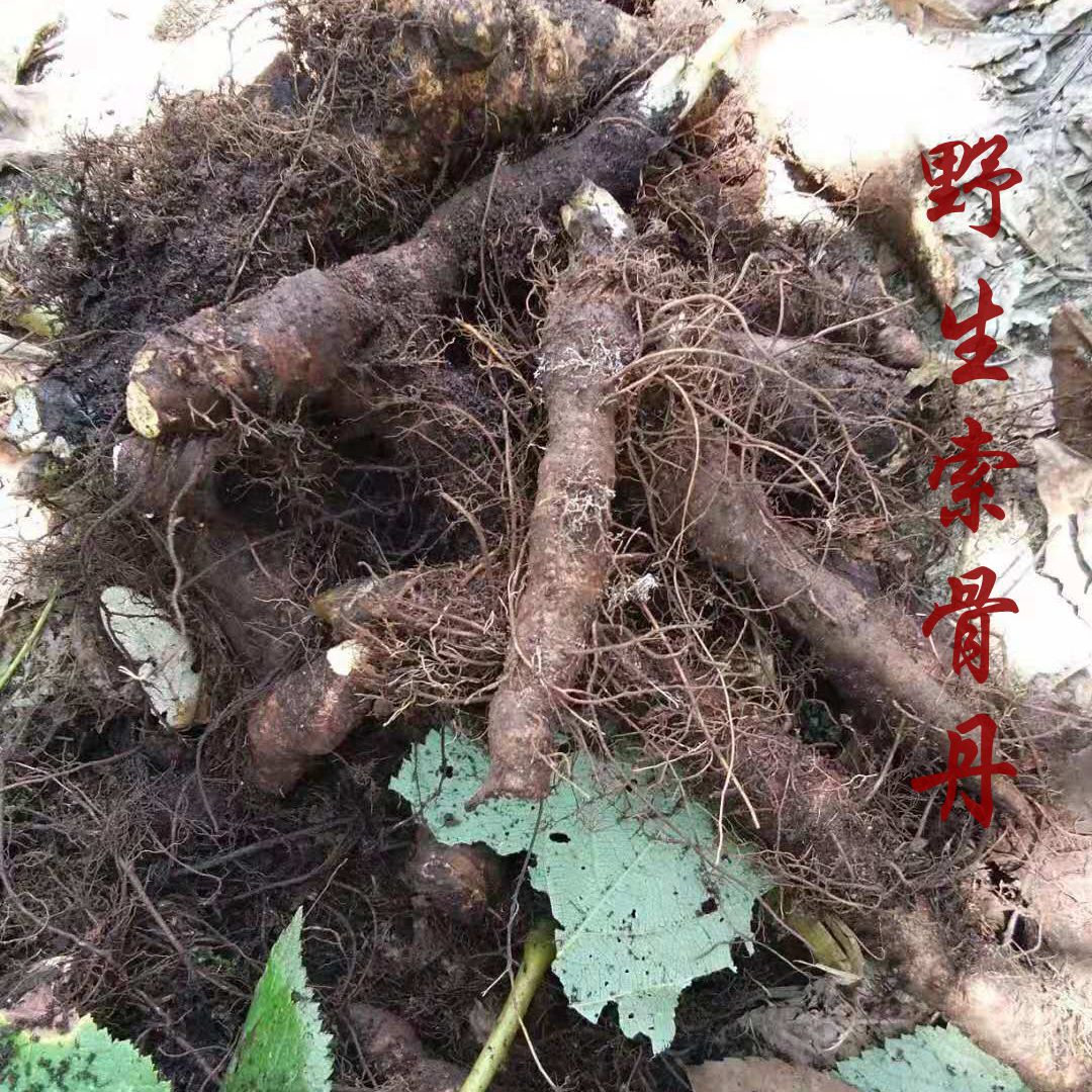 索骨丹秦巴山区野外生长产地一手货源量大从优产地批发