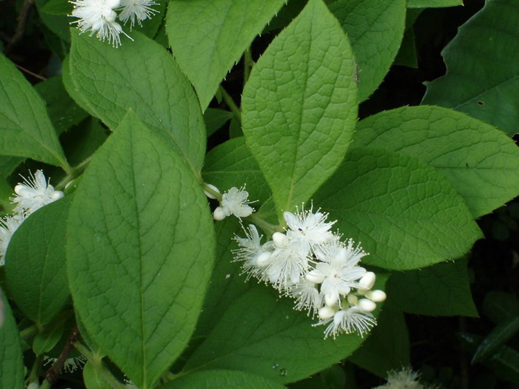 销售白檀种子白檀种子批发观叶种名贵树苗工程草花种绿化工程种子