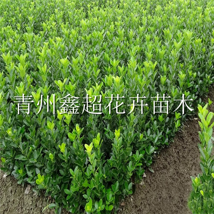 大叶黄杨 万年青 北海道黄杨一 二年杯苗 常绿乔木基地直供