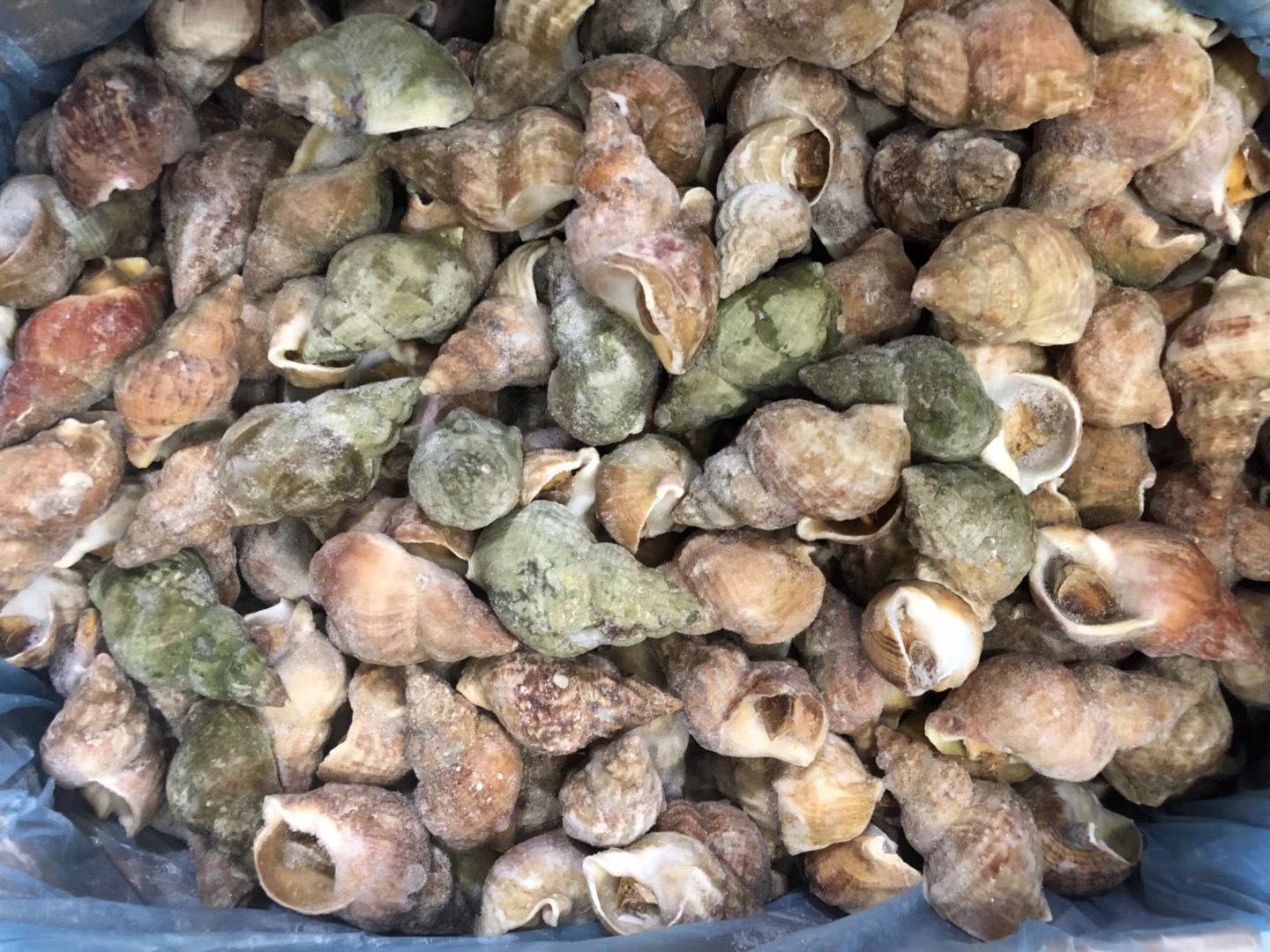 白螺 英国白螺 进口螺 白螺 螺 进口冻品海鲜批发