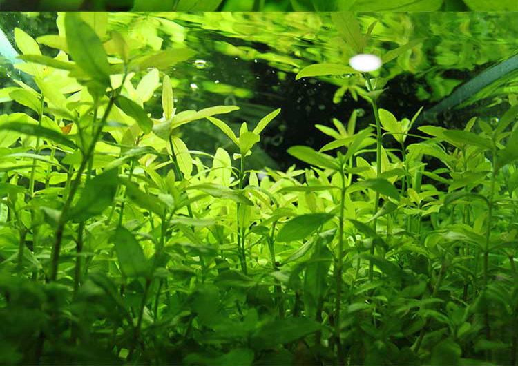 鱼缸造景水草活体大青叶观赏水草植物阴性水草水族箱装饰厂家批发