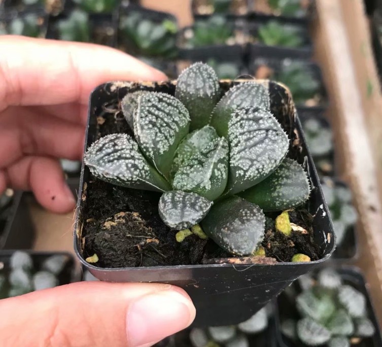 多肉植物雨露系列 磨多寿 魔多寿实物拍摄 3-4cm