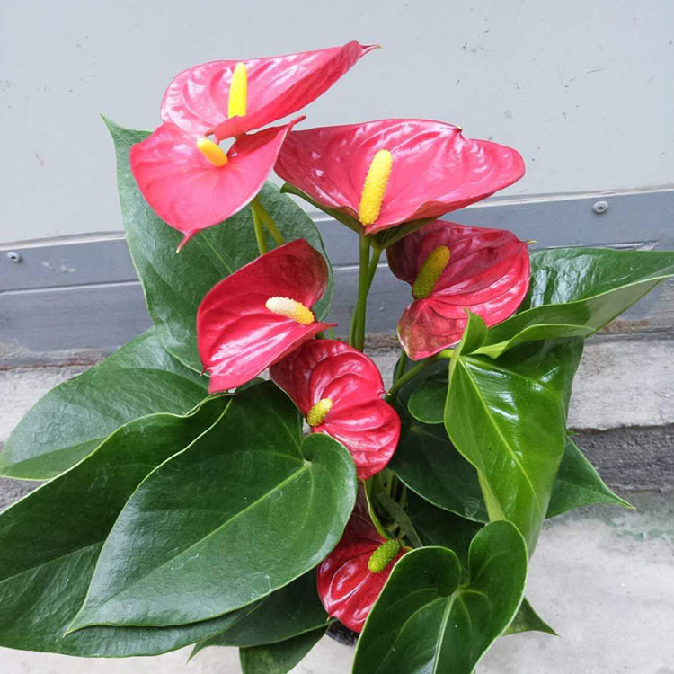 【基地直供】骄阳红掌(130#)白掌 红掌 美酒 维克 迷你 盆栽